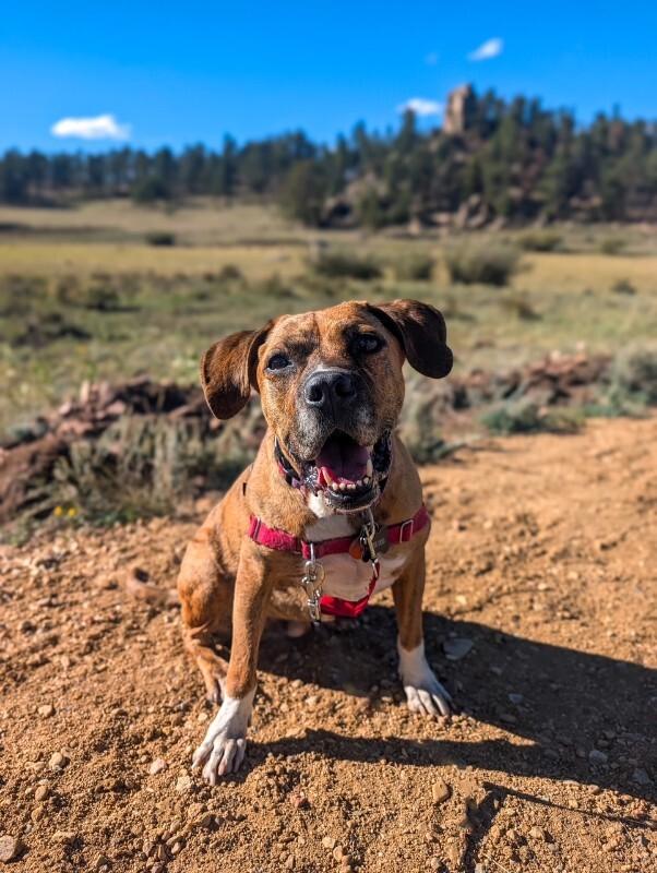 Enlarge Fantastic Mr. Foxx, a Adoptable mixed breed in Fort Collins, CO image 3/6