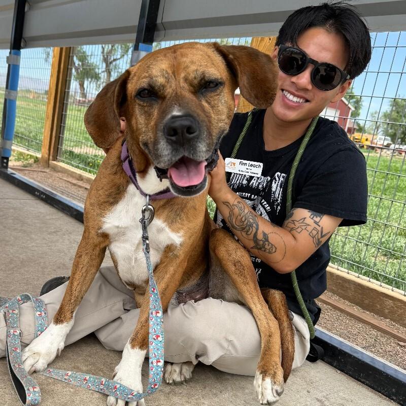Fantastic Mr. Foxx, a Adoptable mixed breed in Fort Collins, CO image 4/6