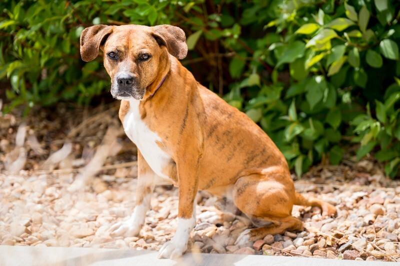 Fantastic Mr. Foxx, a Adoptable mixed breed in Fort Collins, CO image 6/6