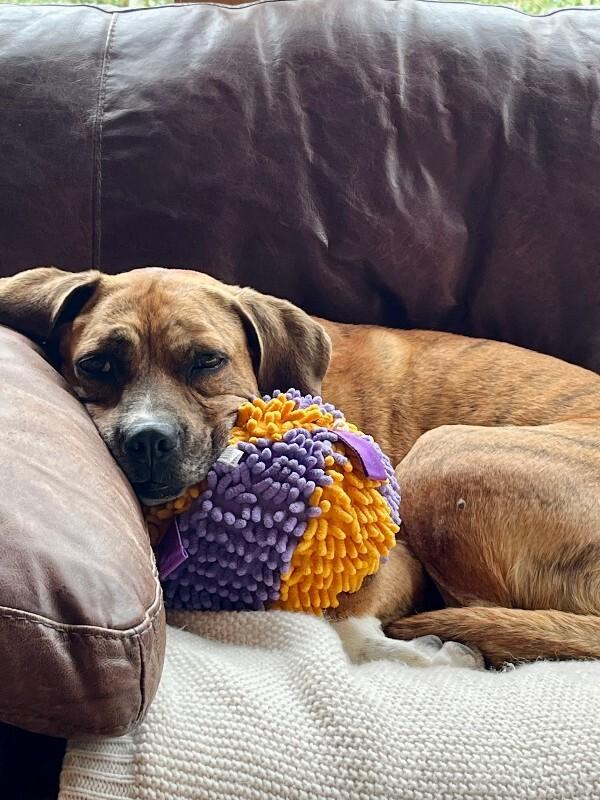 Enlarge Fantastic Mr. Foxx, a Adoptable mixed breed in Fort Collins, CO image 6/6