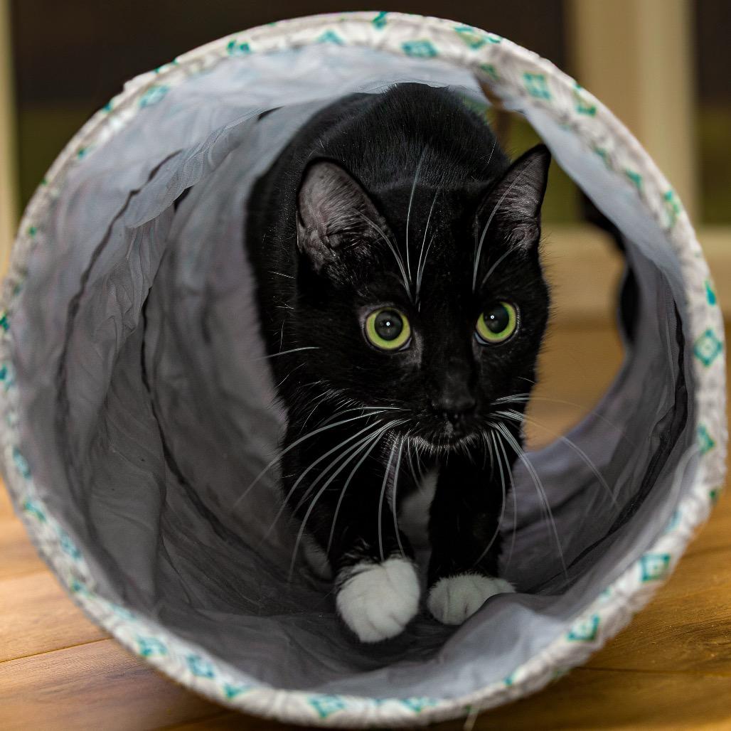 Fiona, Adoptable, Adult Female Domestic Short Hair.
