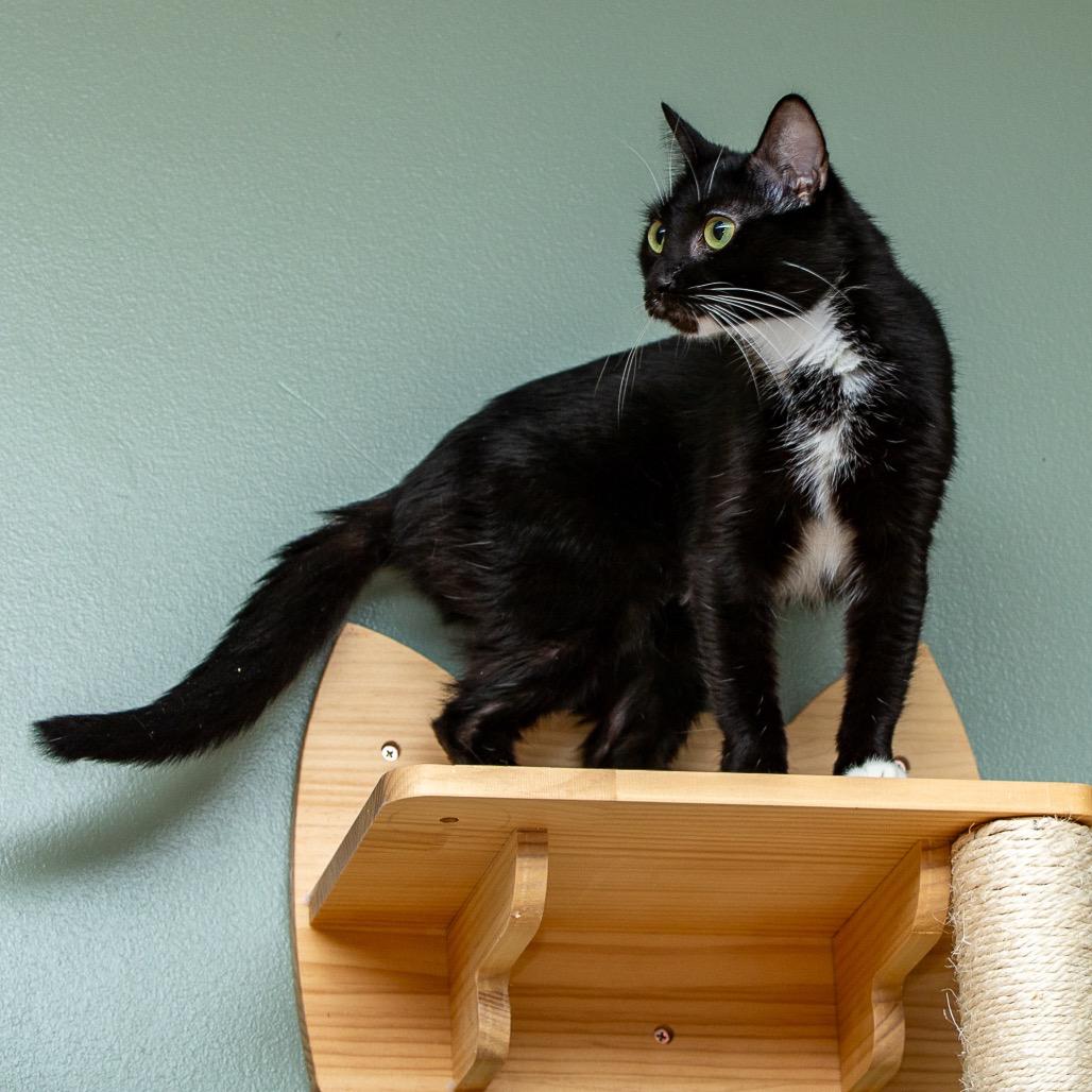 Enlarge Fiona, a Adoptable Domestic Short Hair in Lake Jackson, TX image 2/6