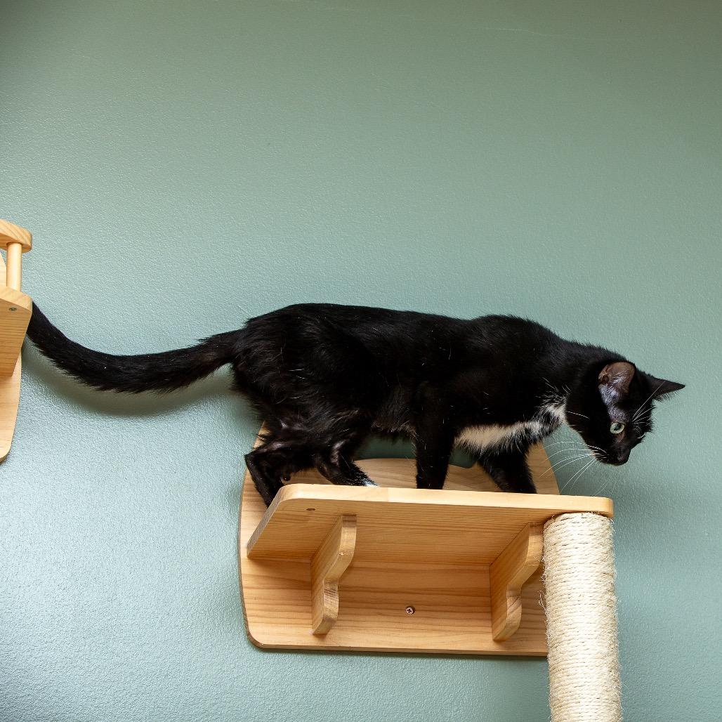 Enlarge Fiona, a Adoptable Domestic Short Hair in Lake Jackson, TX image 3/6