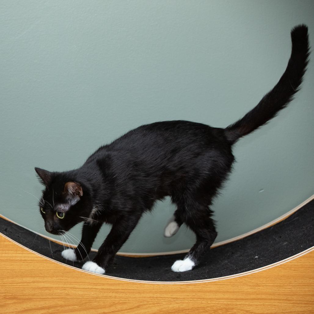 Enlarge Fiona, a Adoptable Domestic Short Hair in Lake Jackson, TX image 4/6