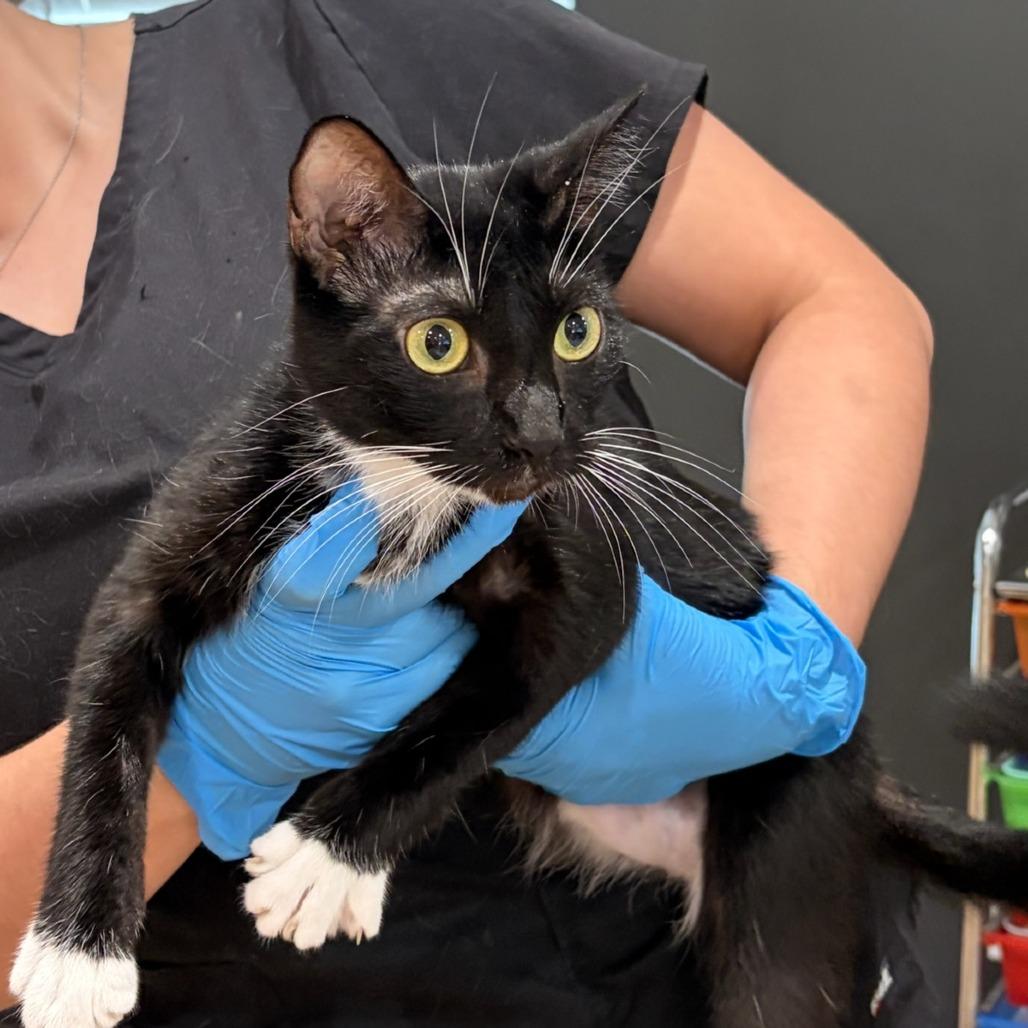 Enlarge Fiona, a Adoptable Domestic Short Hair in Lake Jackson, TX image 5/6