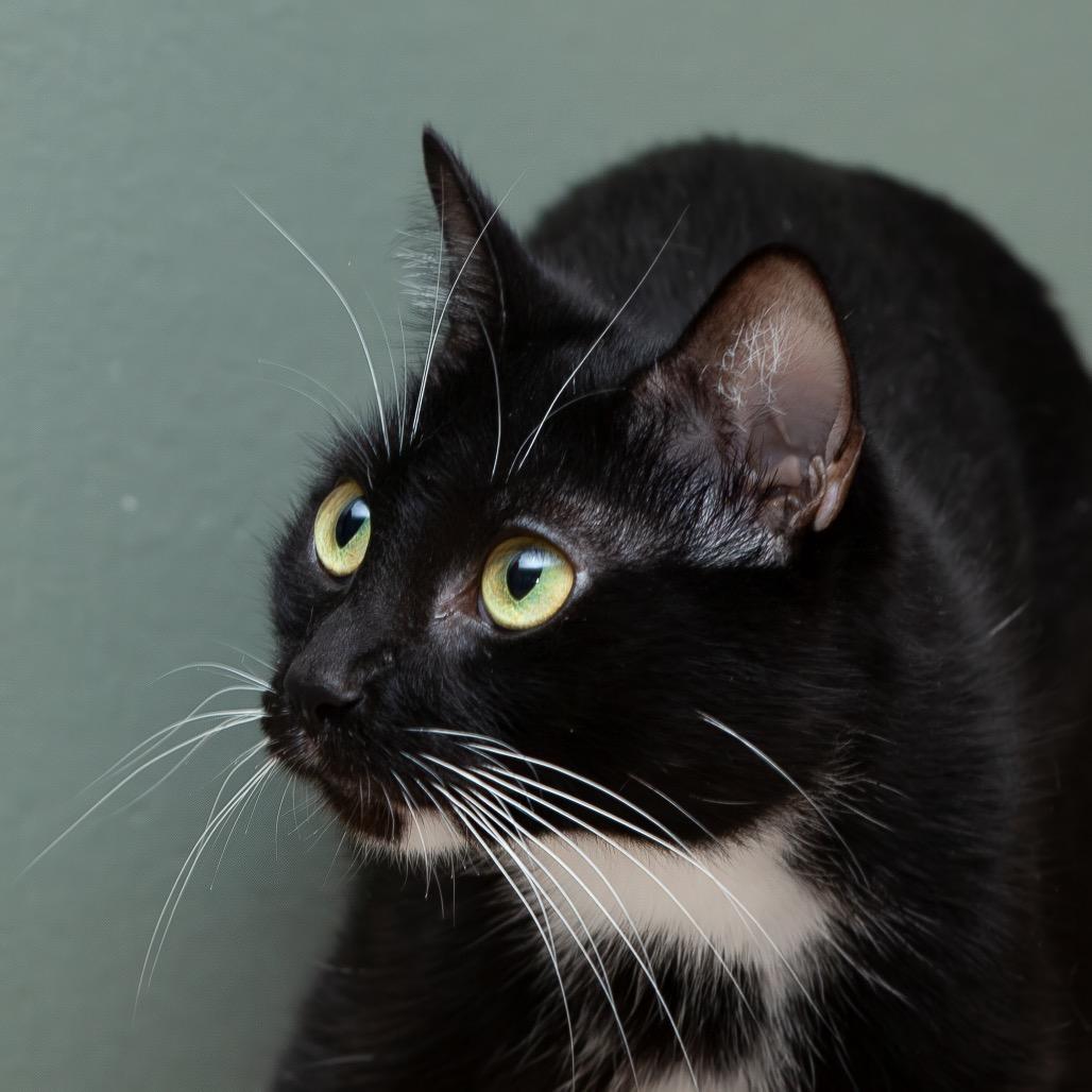 Enlarge Fiona, a Adoptable Domestic Short Hair in Lake Jackson, TX image 6/6