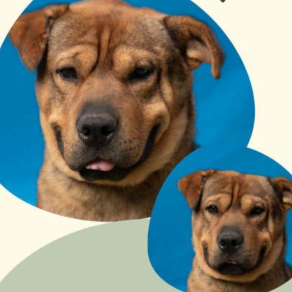 Charpie, Adoptable, Adult Male Shar-Pei & None.