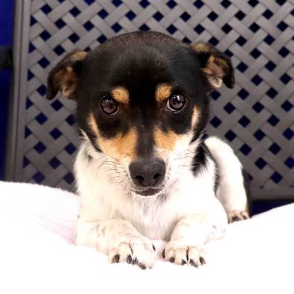 Enlarge Coates, a Adoptable mixed breed in Fort Davis, TX image 1/2