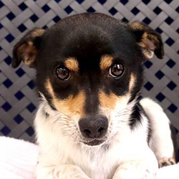 Enlarge Coates, a Adoptable mixed breed in Fort Davis, TX image 2/2