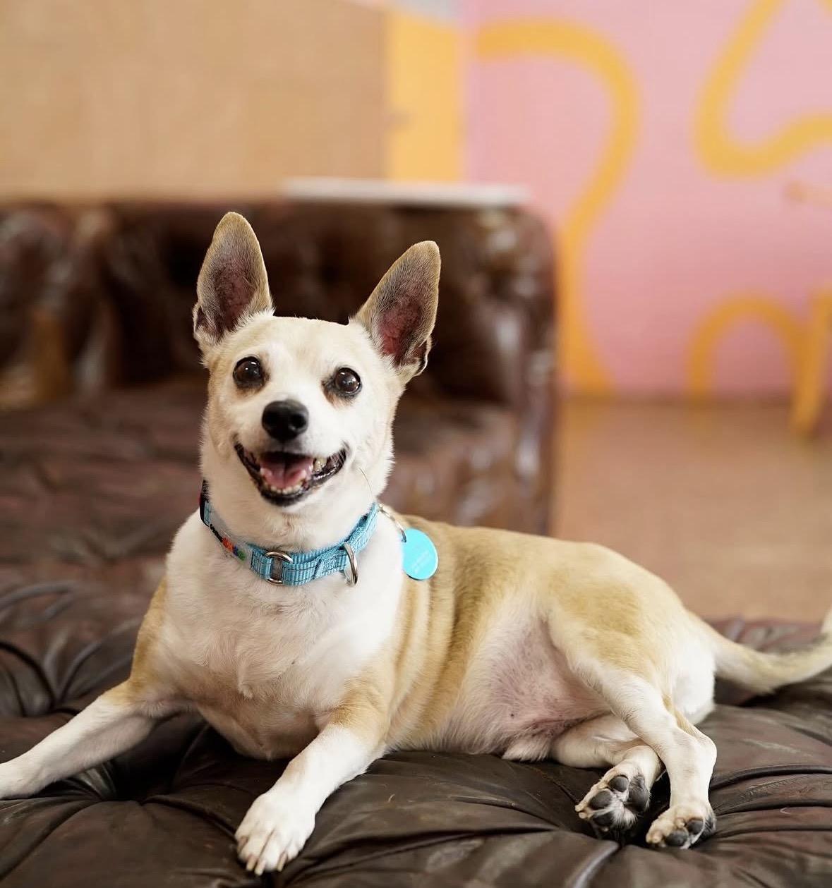 Alitas, a Adoptable mixed breed in Pasadena, CA image 5/5