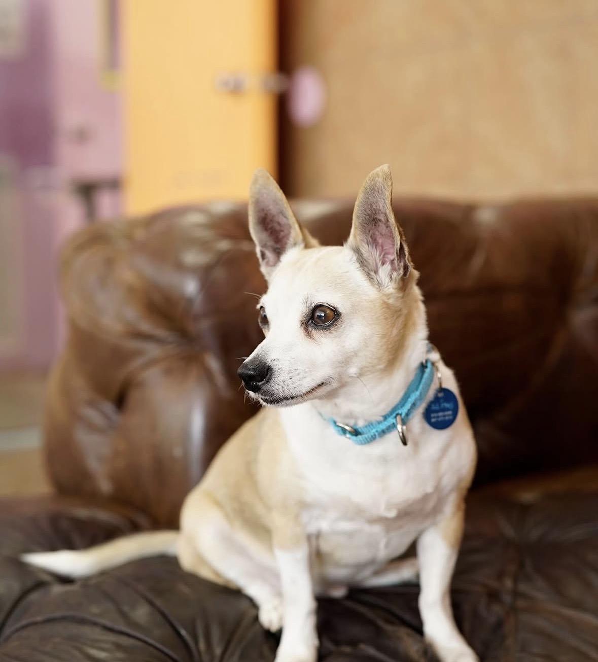 Alitas, a Adoptable mixed breed in Pasadena, CA image 4/5