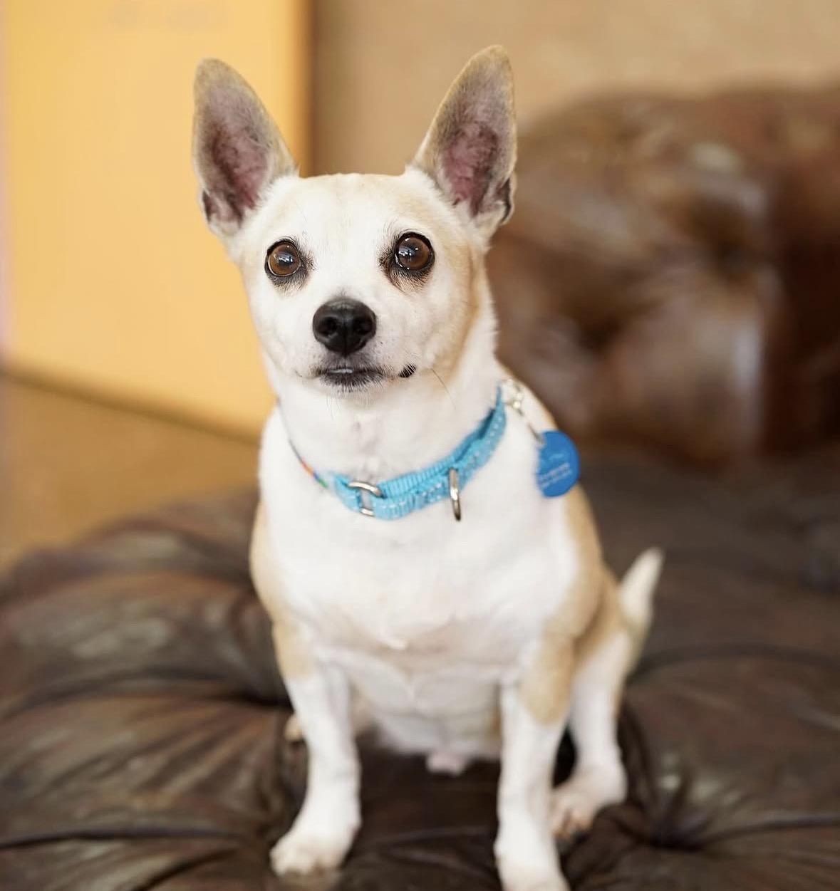Alitas, a Adoptable mixed breed in Pasadena, CA image 3/5