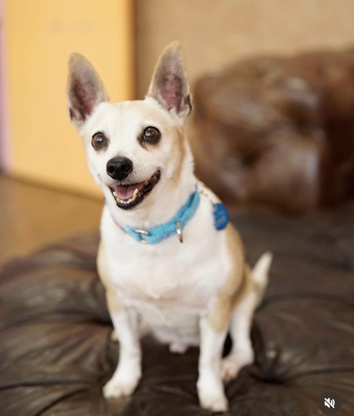 Alitas, Adoptable, Senior Male Chihuahua.