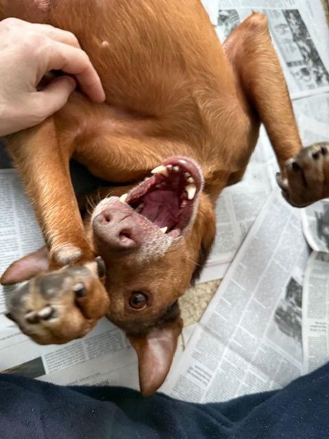 Reba - Ready to Be Loved, Adoptable, Young Female Hound & Redbone Coonhound.
