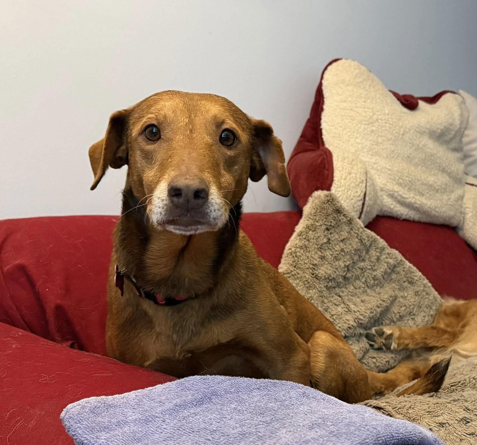 Reba - Ready to Be Loved — thumbnail 2