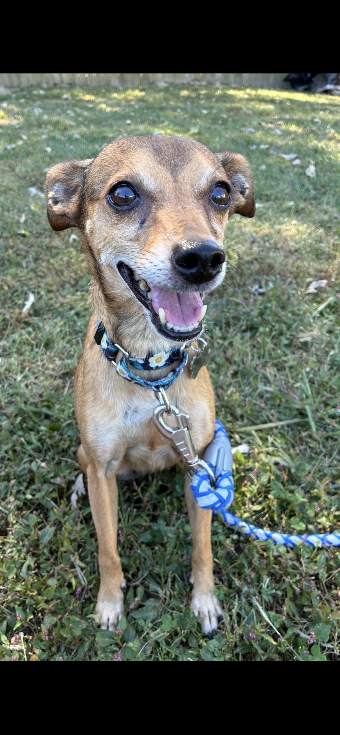 Enlarge Peanut, a Adoptable mixed breed in Saint Louis, MO image 2/2