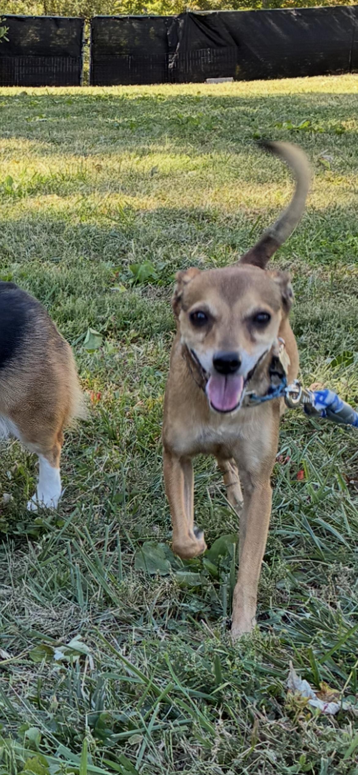 Enlarge Peanut, a Adoptable mixed breed in Saint Louis, MO image 1/2
