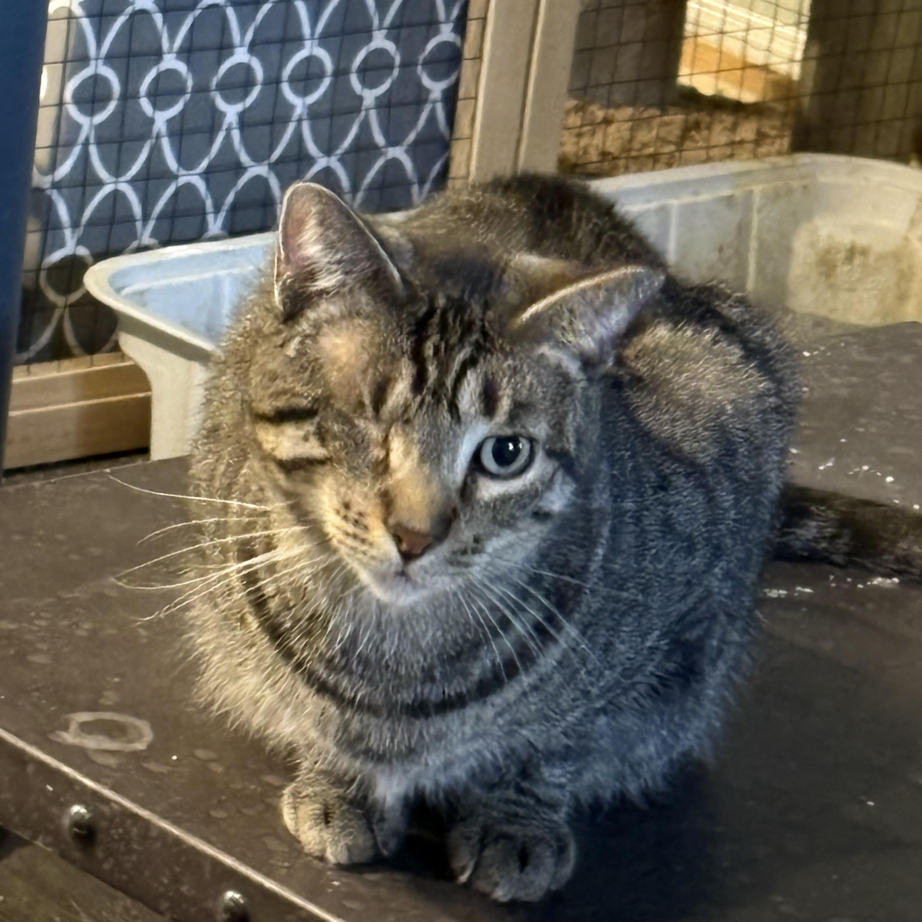 Timmy, ADOPTABLE, Adult Male Tabby.