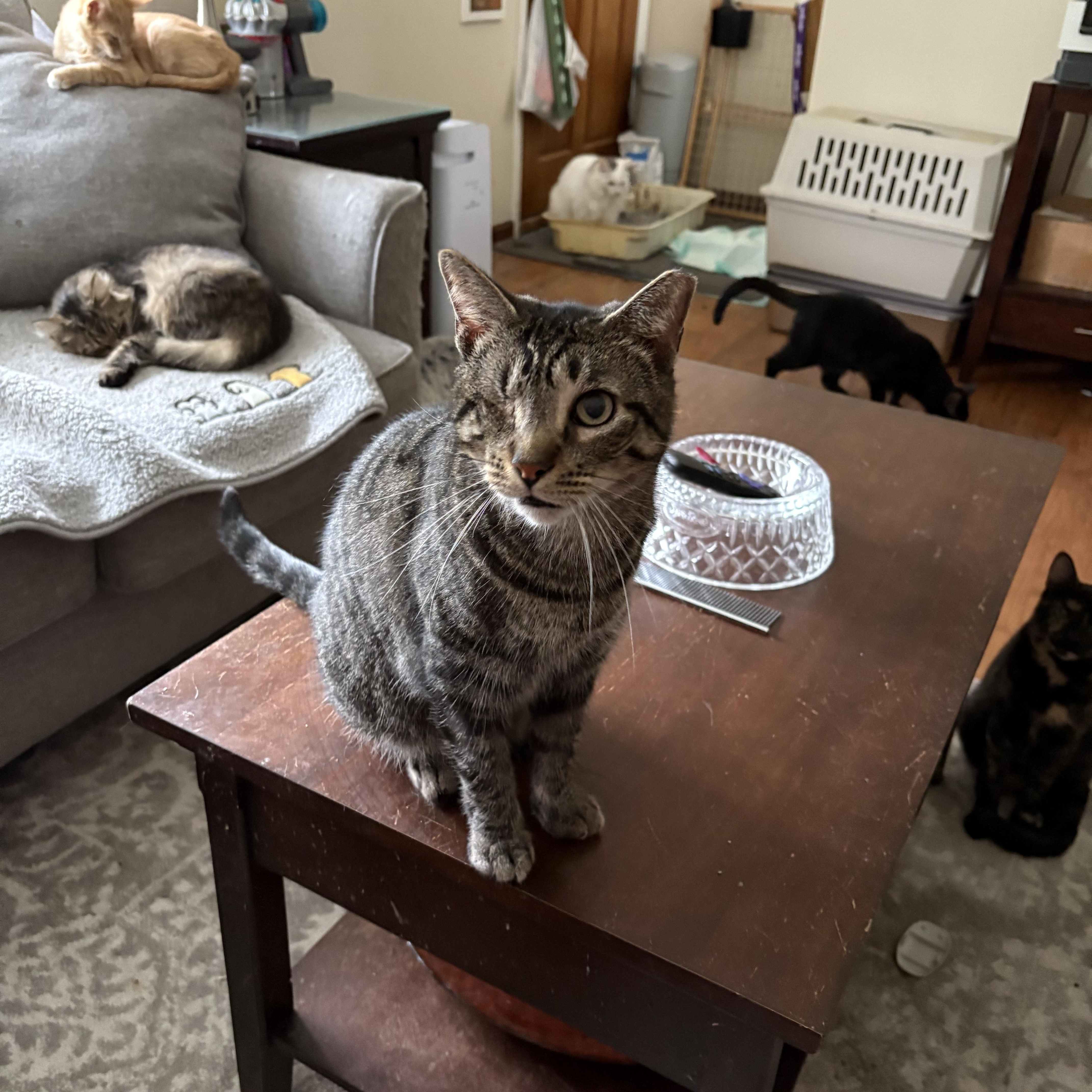 Enlarge Timmy, a ADOPTABLE mixed breed in Cleveland, OH image 2/5