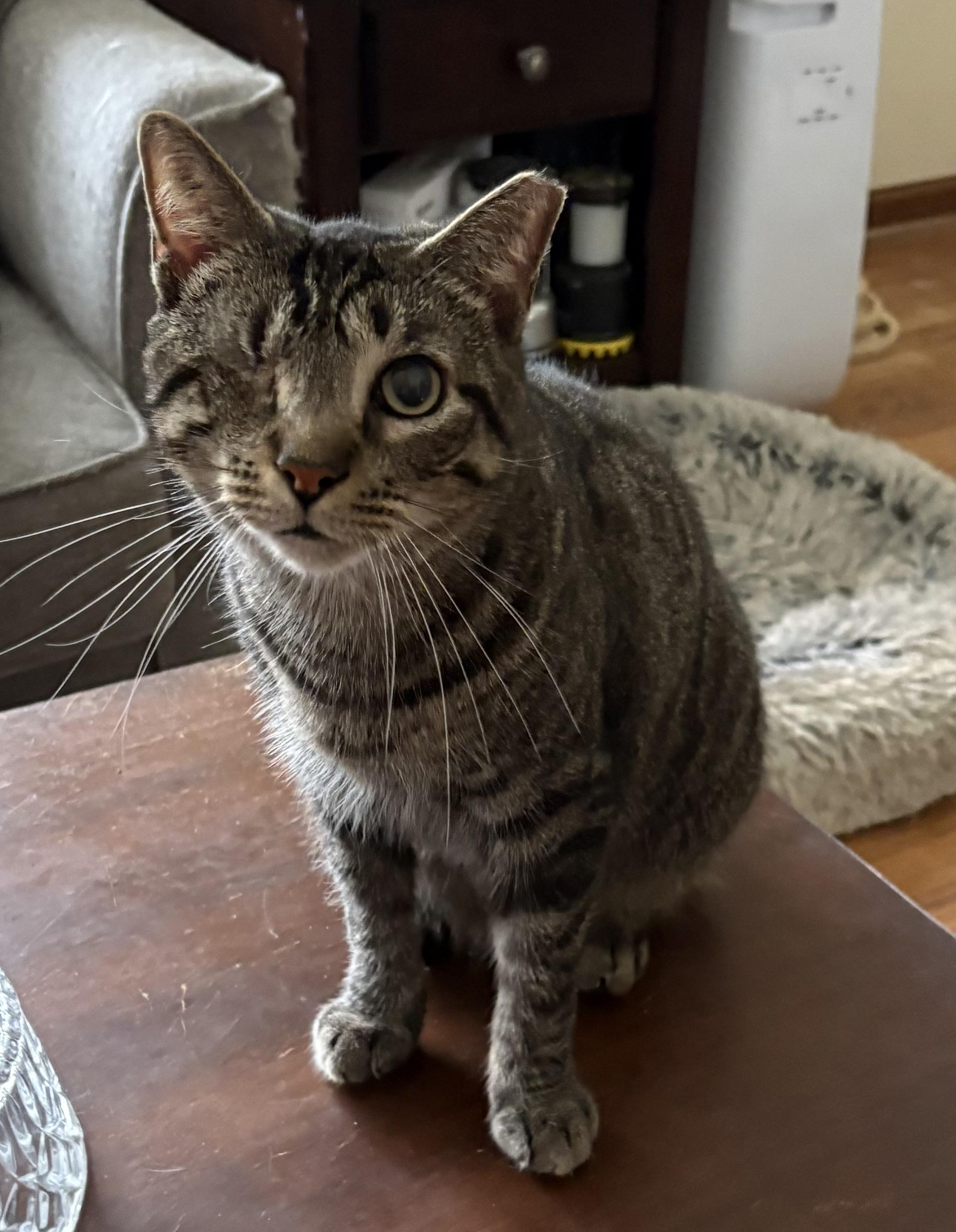 Enlarge Timmy, a ADOPTABLE mixed breed in Cleveland, OH image 3/5