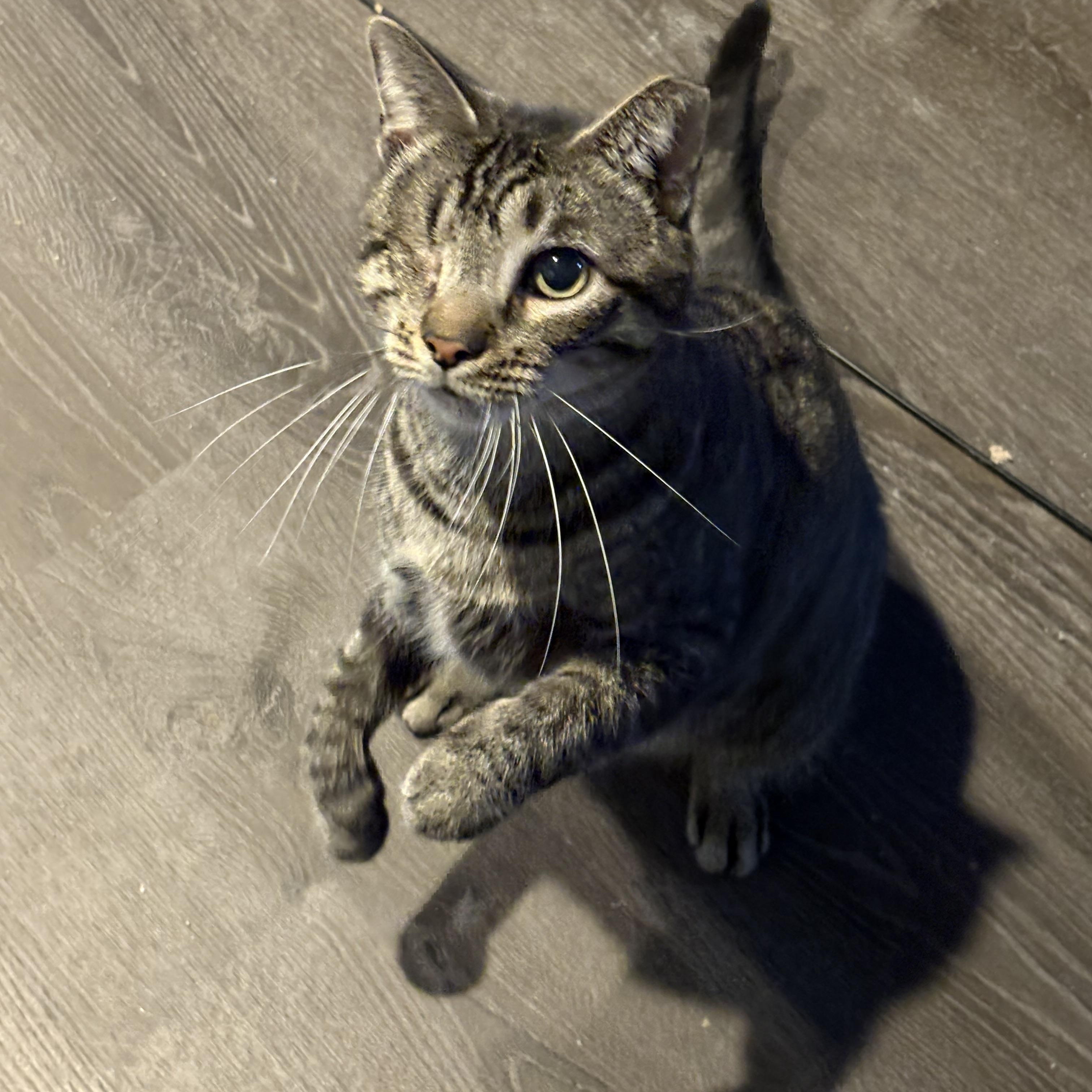 Enlarge Timmy, a ADOPTABLE mixed breed in Cleveland, OH image 4/5