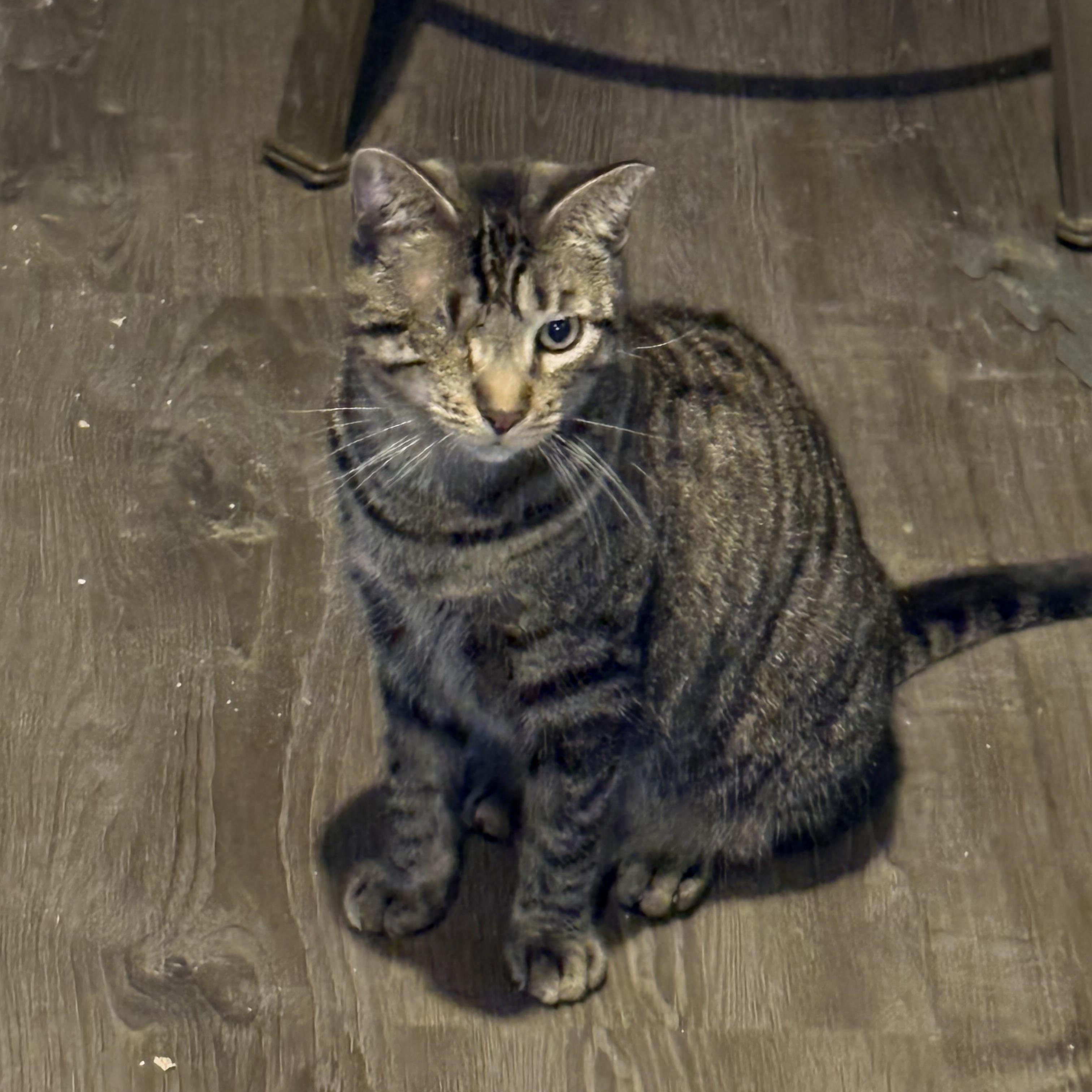 Enlarge Timmy, a ADOPTABLE mixed breed in Cleveland, OH image 5/5