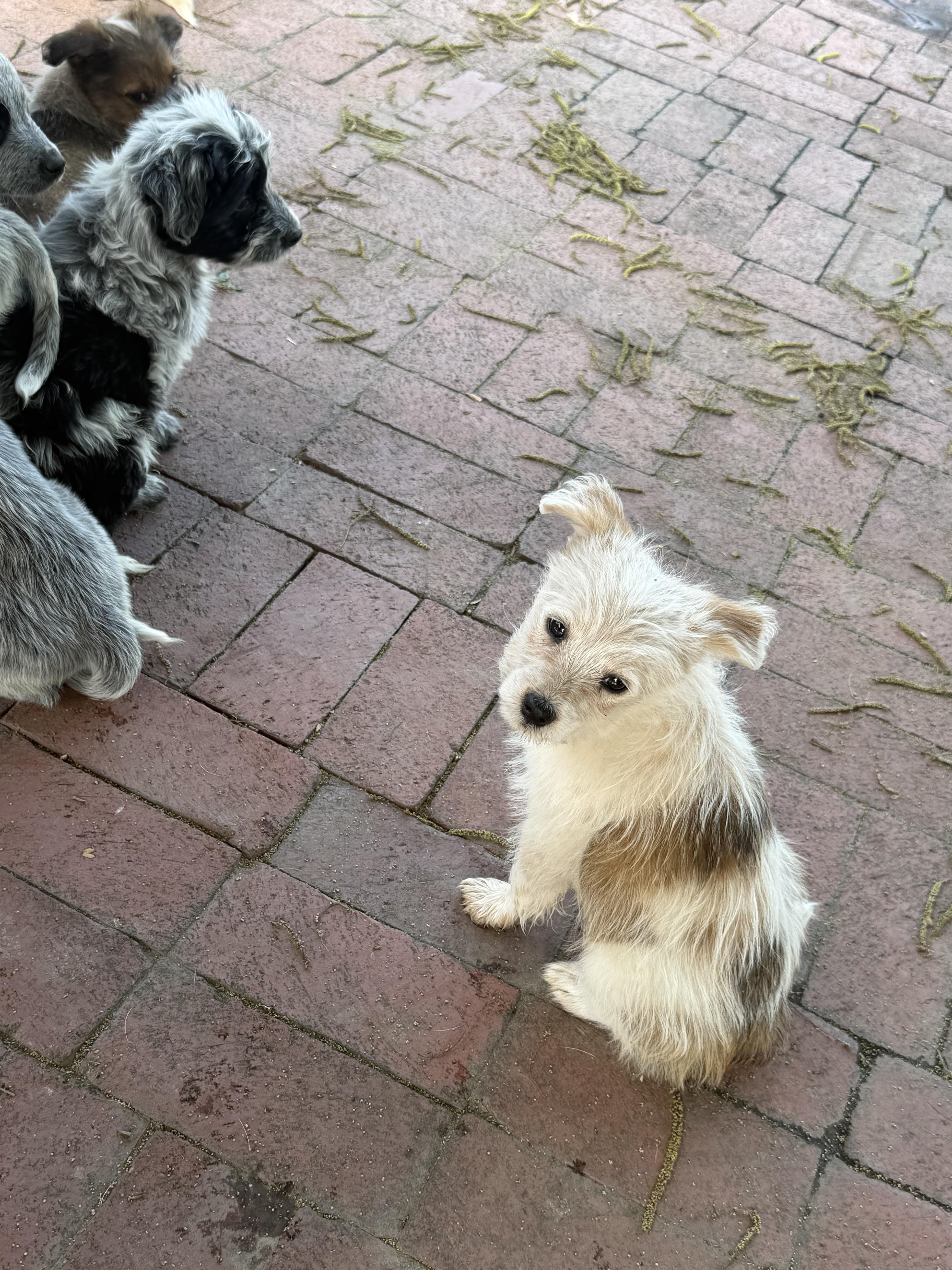 Maple, adopted, Puppy Female Miniature Poodle & Australian Terrier.