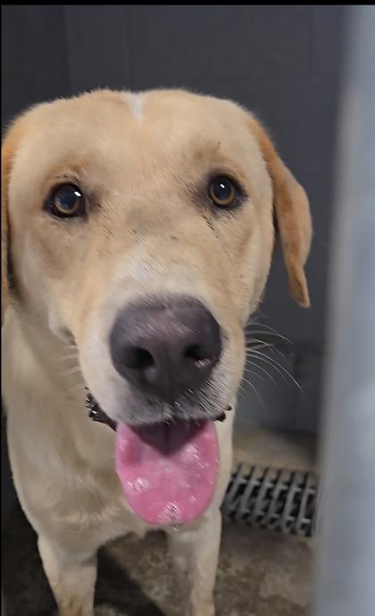 Beetle, Adoptable, Adult Male Retriever & Mixed Breed.