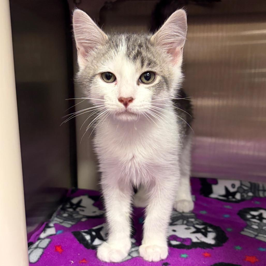 Jupiter, Adoptable, Kitten Male Domestic Short Hair.