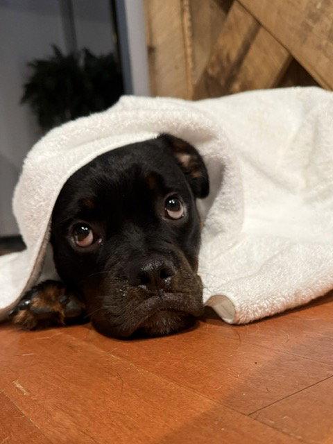 Griffin, Adopted, Young Male Rottweiler.