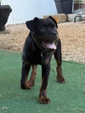 Enlarge Griffin, a Adopted Rottweiler in Mooresville, NC image 3/3