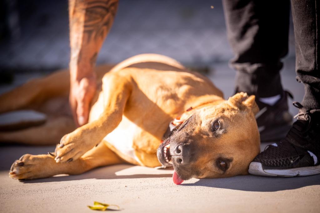Enlarge Monkey (Astor), a Adoptable mixed breed in Twentynine Palms, CA image 1/6