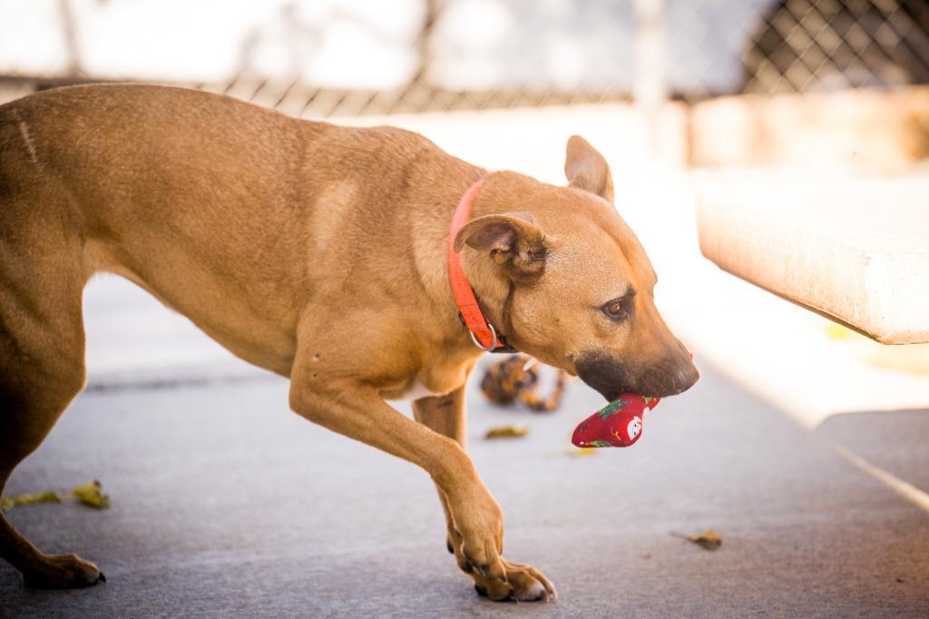 Enlarge Monkey (Astor), a Adoptable mixed breed in Twentynine Palms, CA image 2/6