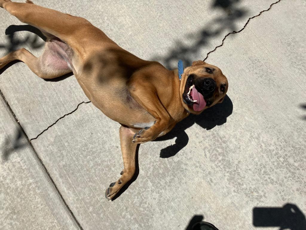 Enlarge Monkey (Astor), a Adoptable mixed breed in Twentynine Palms, CA image 3/6