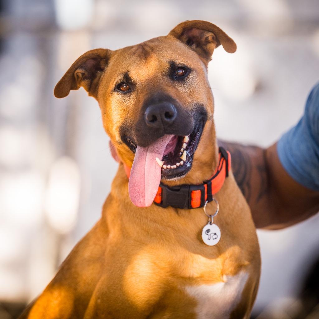 Enlarge Monkey (Astor), a Adoptable mixed breed in Twentynine Palms, CA image 5/6