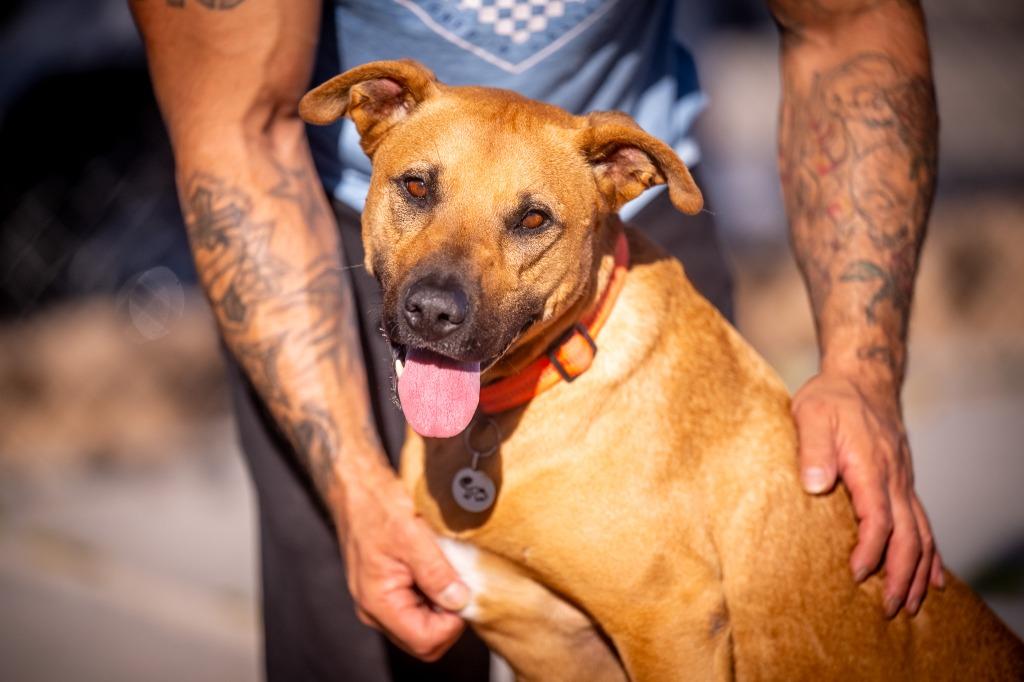 Enlarge Monkey (Astor), a Adoptable mixed breed in Twentynine Palms, CA image 6/6