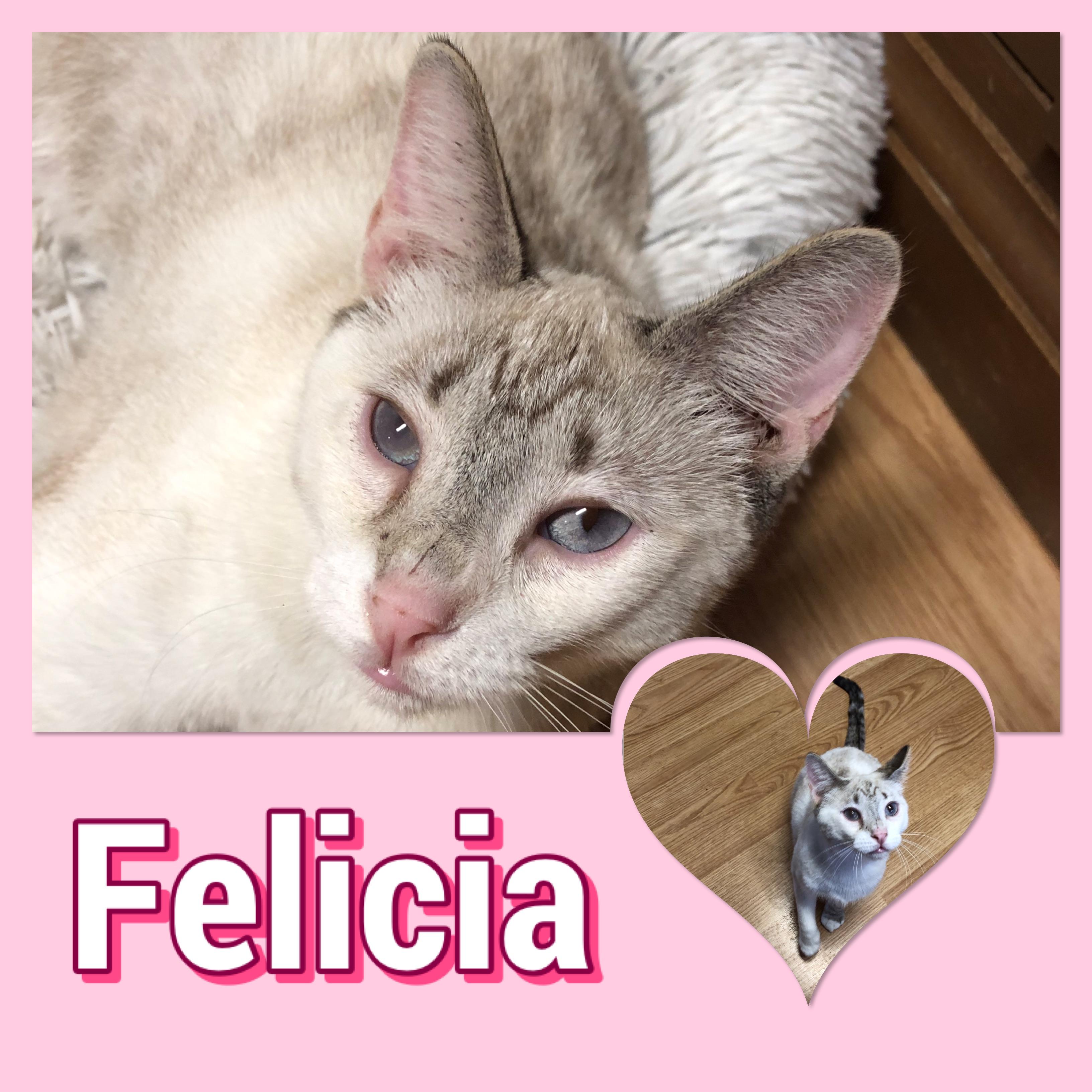 Felicia, adopted, Adult Female Siamese.
