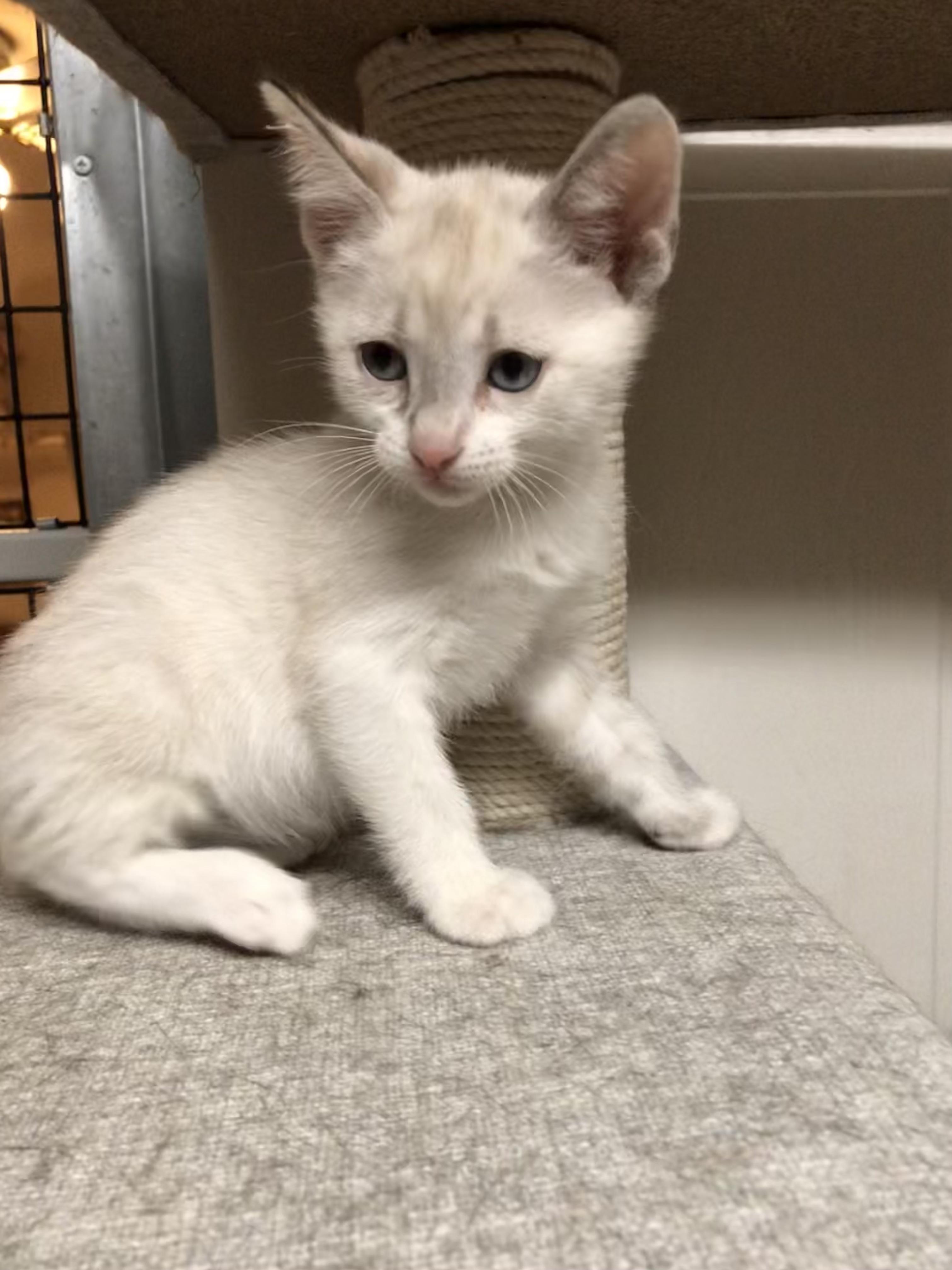 Enlarge Felicia, an adopted mixed breed in Tucson, AZ image 2/2