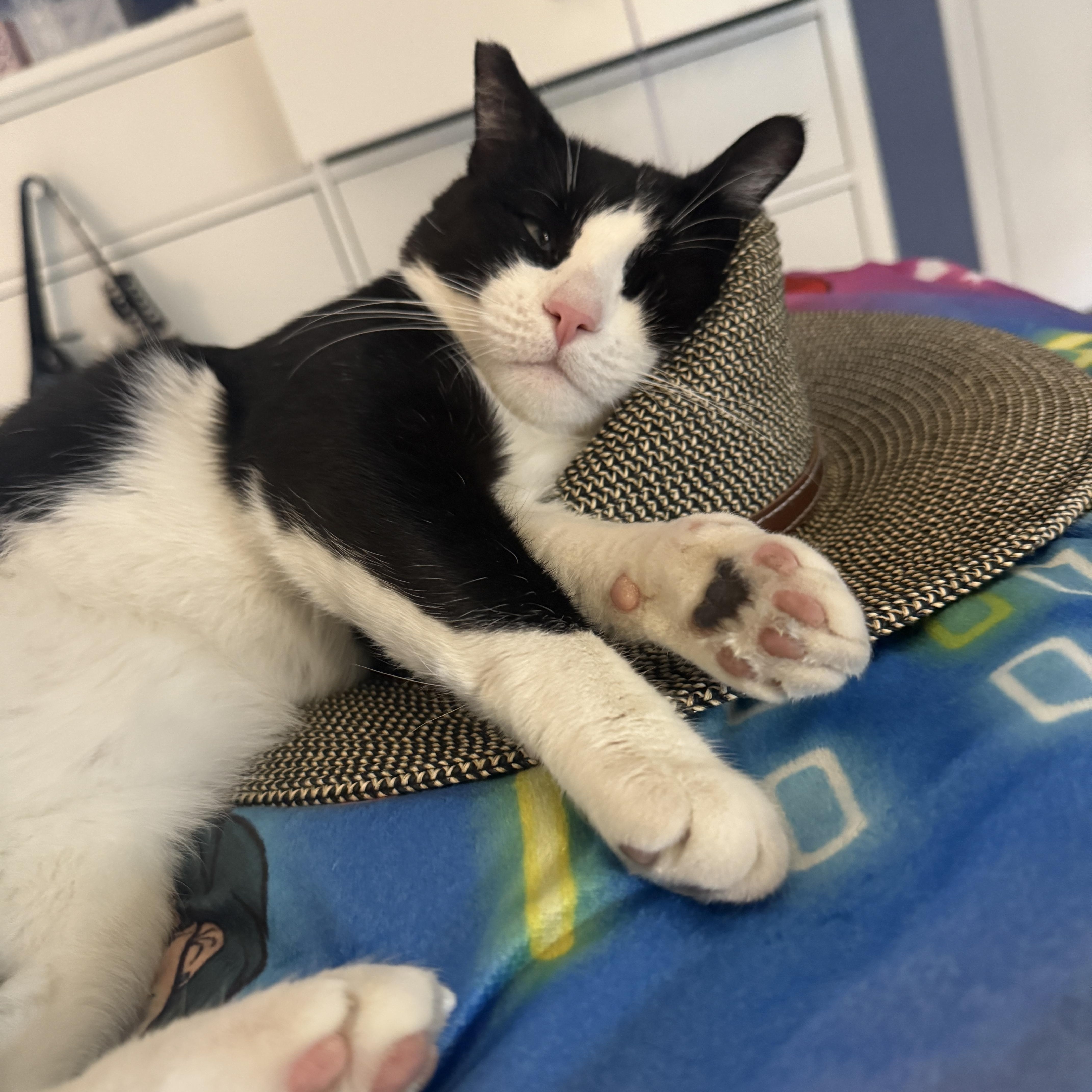 Tuxie, a Adoptable Domestic Short Hair in Santa Ana, CA image 4/4