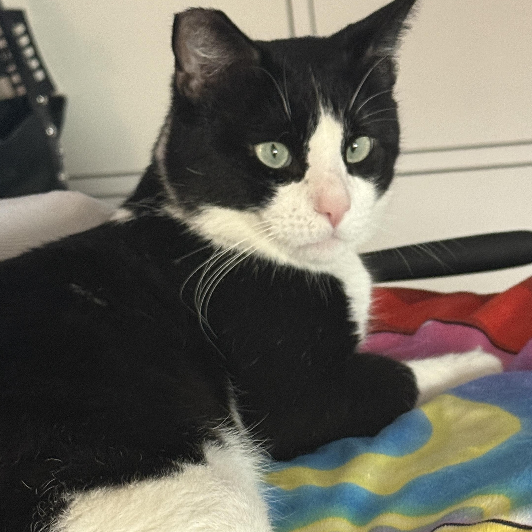 Tuxie, a Adoptable Domestic Short Hair in Santa Ana, CA image 1/4