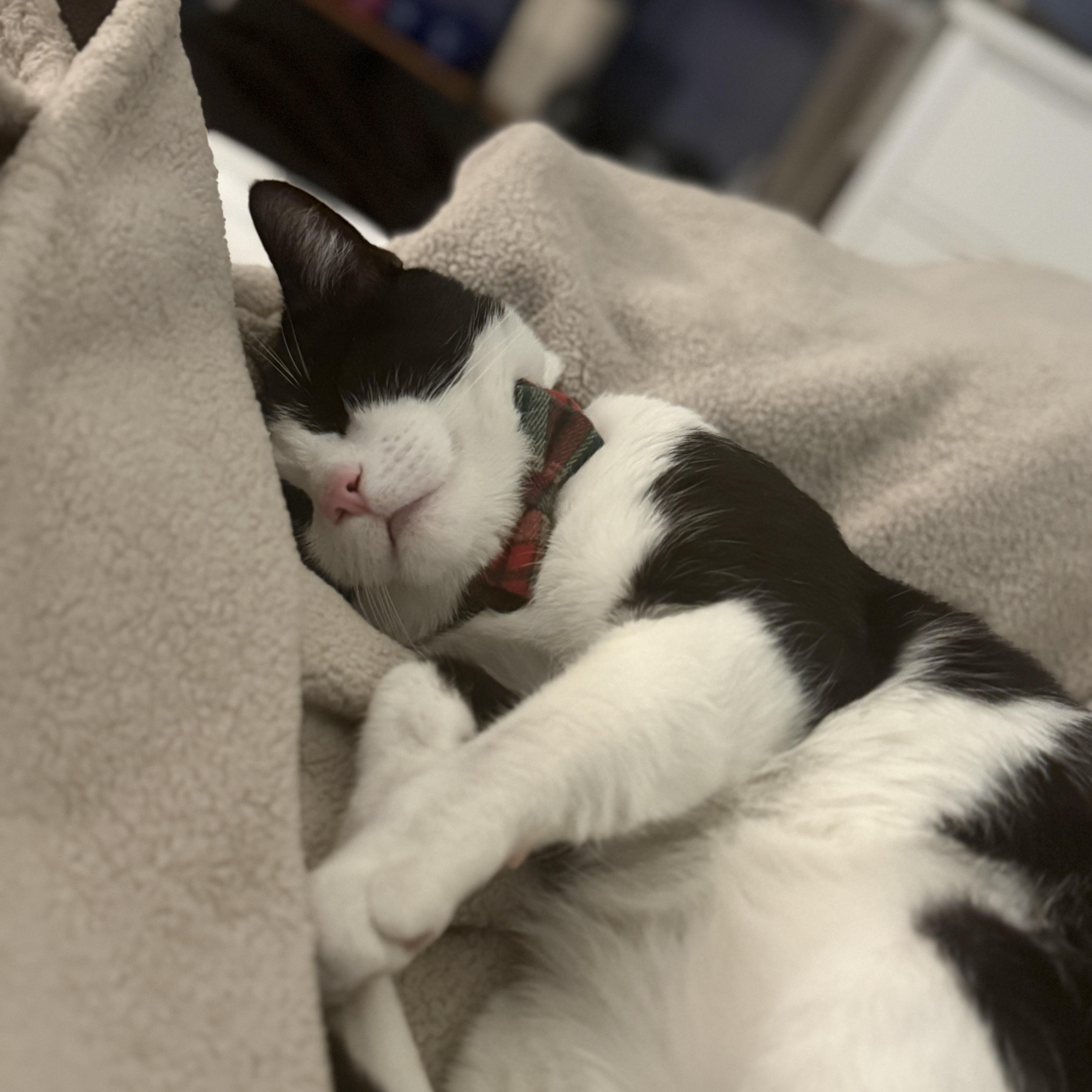 Tuxie, a Adoptable Domestic Short Hair in Santa Ana, CA image 2/4