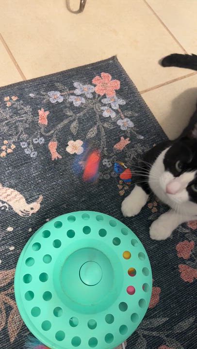Enlarge Tuxie, a Adoptable Domestic Short Hair in Santa Ana, CA video 3/4