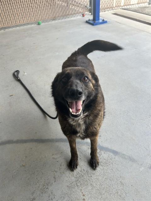 Enlarge COOKIE, a Adoptable mixed breed in Lincolnton, NC image 1/1