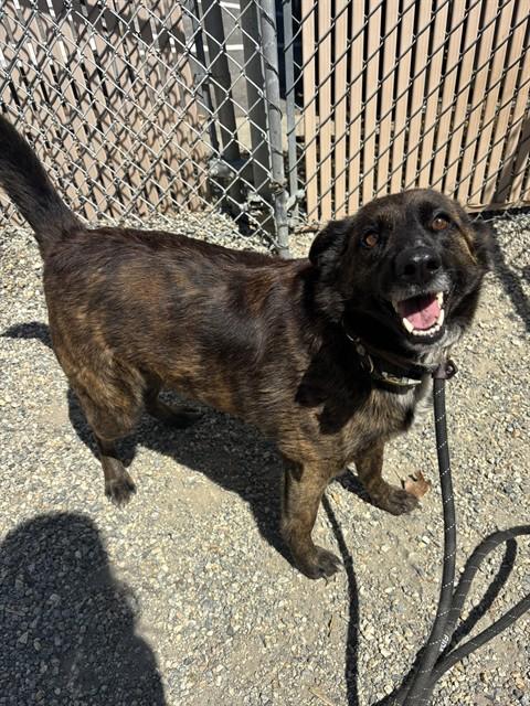 Enlarge COOKIE, a Adoptable mixed breed in Lincolnton, NC image 1/1