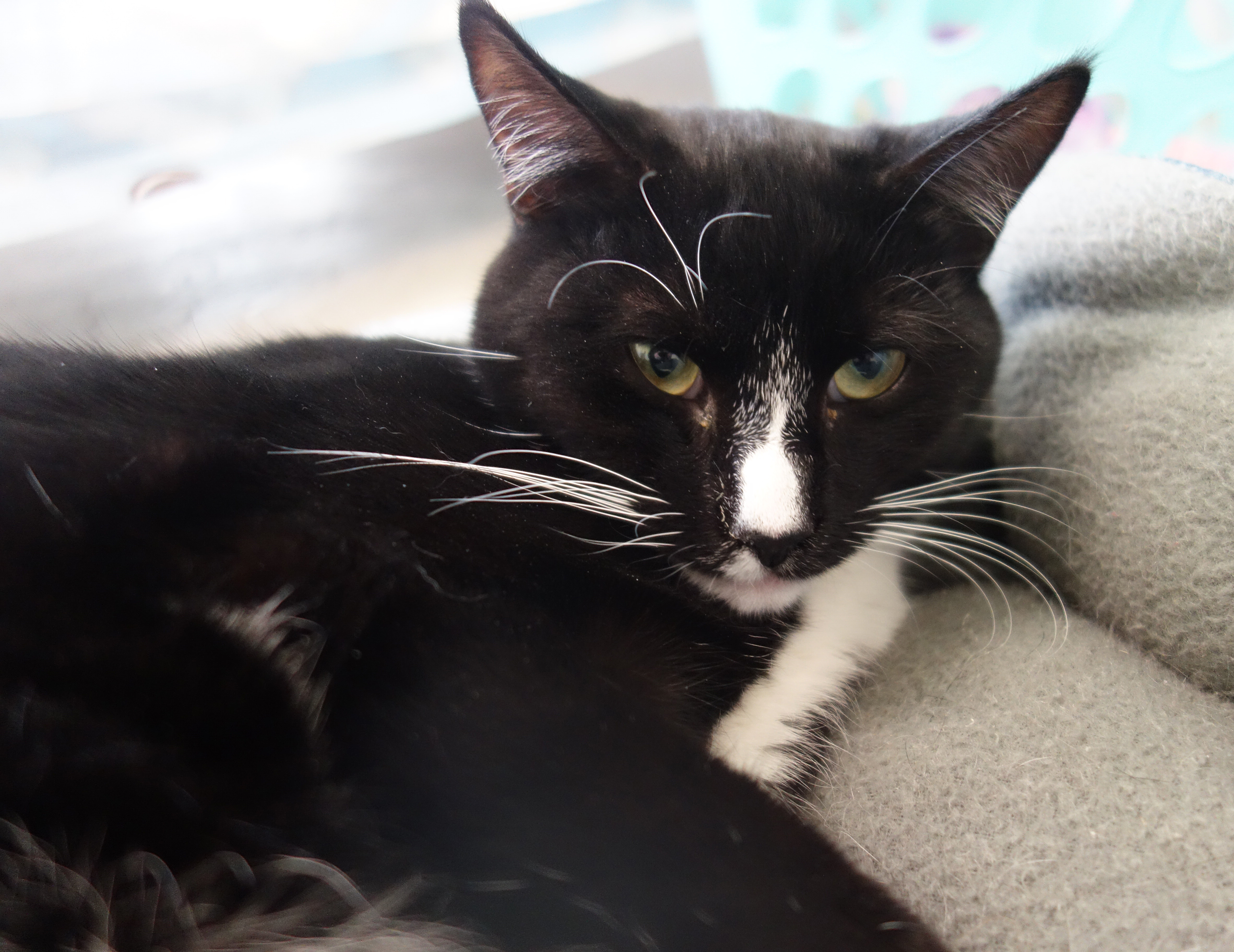 Enlarge Declan, a Adoptable Domestic Short Hair in Gouldsboro, PA image 1/8