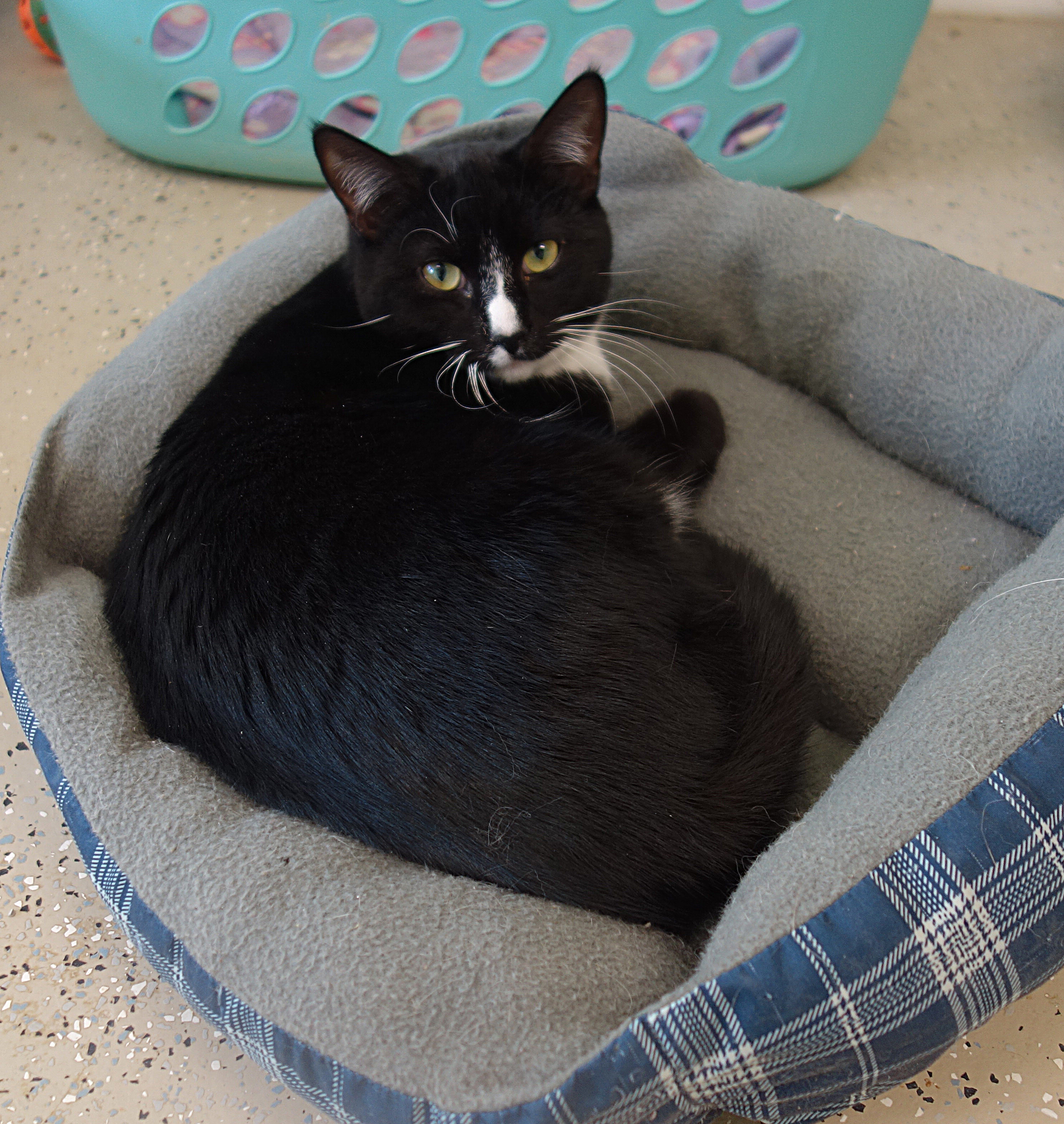 Enlarge Declan, a Adoptable Domestic Short Hair in Gouldsboro, PA image 2/8