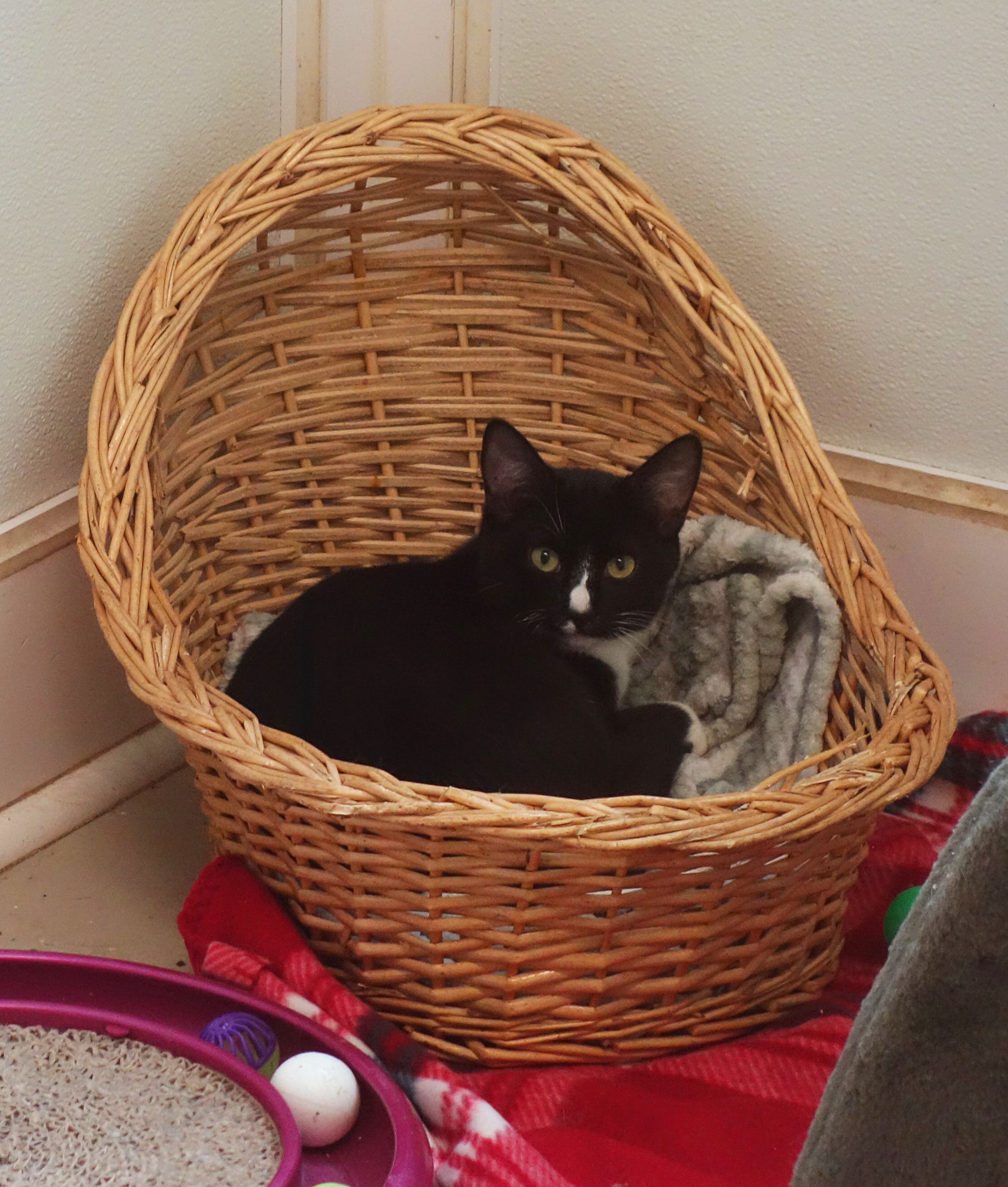 Enlarge Declan, a Adoptable Domestic Short Hair in Gouldsboro, PA image 3/8