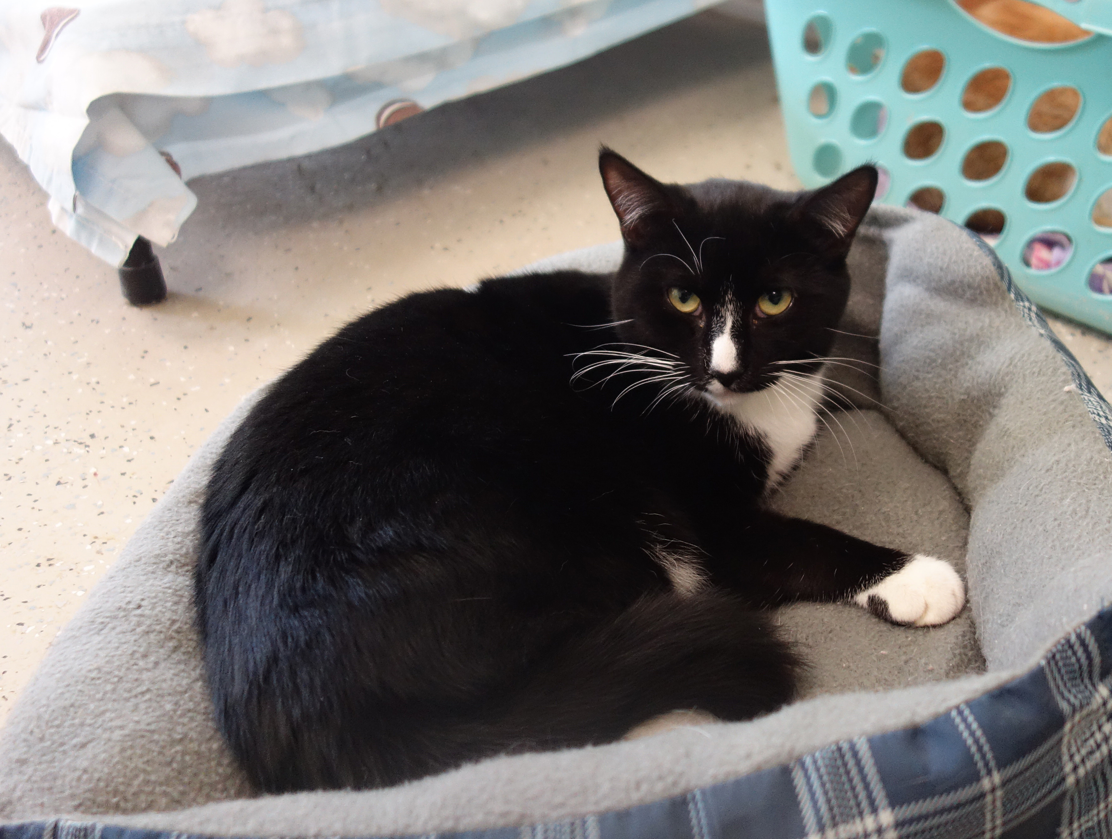 Enlarge Declan, a Adoptable Domestic Short Hair in Gouldsboro, PA image 4/8