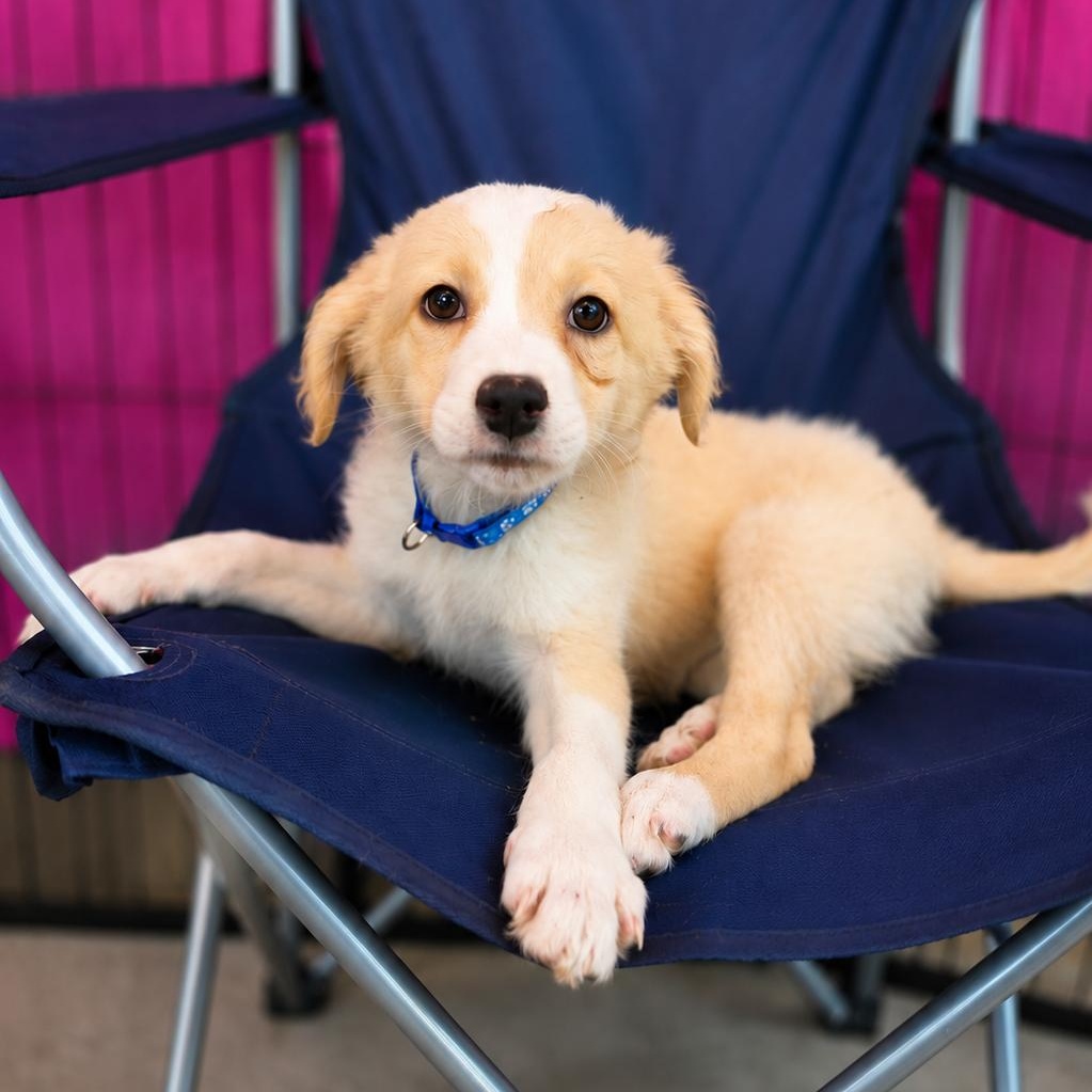 Enlarge Feta, an adopted mixed breed in Encinitas, CA image 2/6