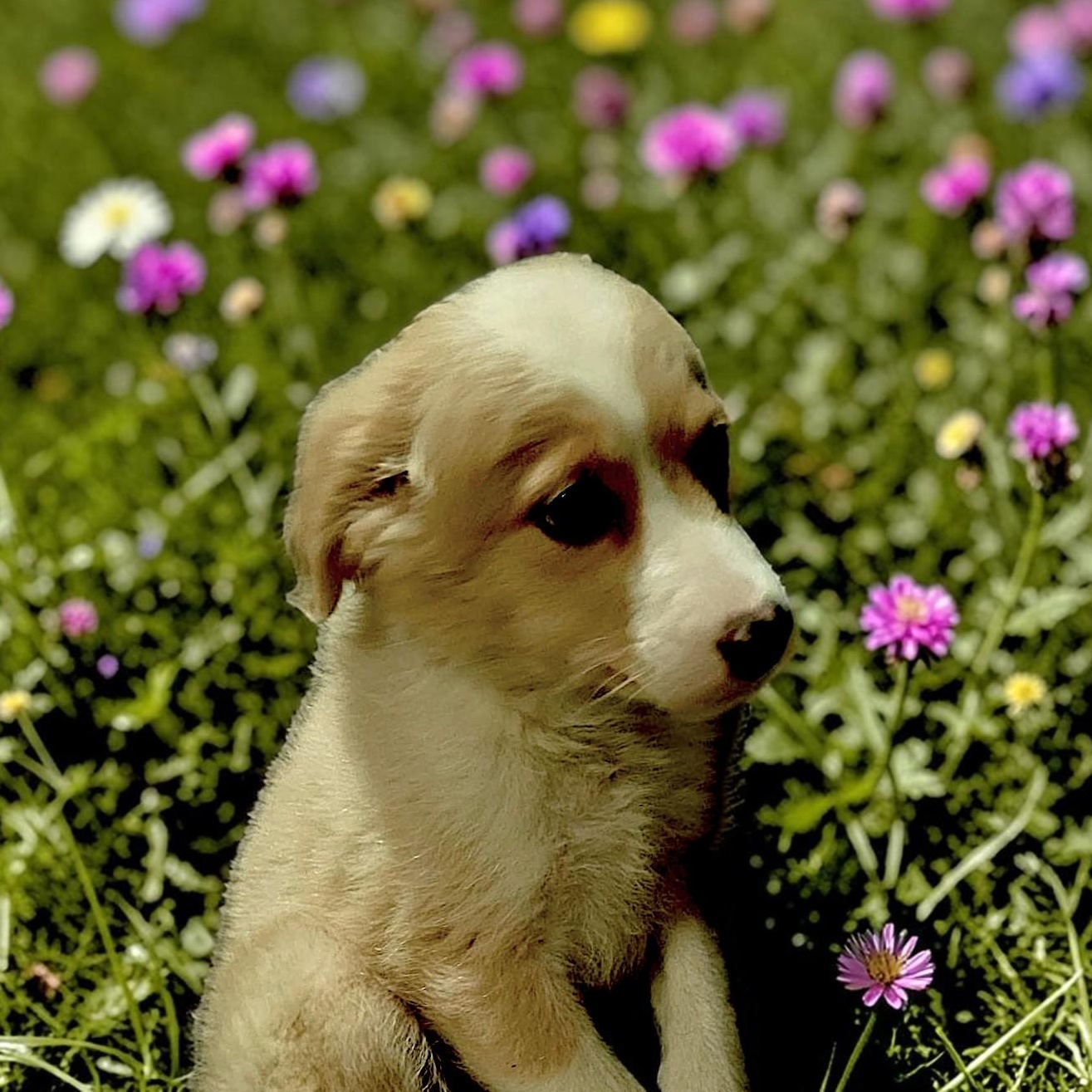 Enlarge Feta, an adopted mixed breed in Encinitas, CA image 5/6